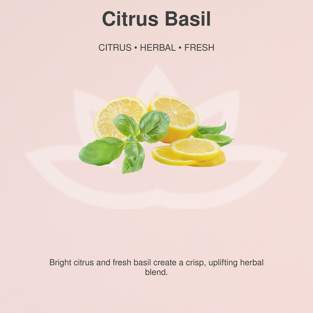 Organic Whipped Body Butter for Extremely Dry Skin