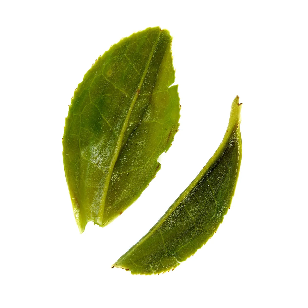 Organic Estate Pi Lo Chun Green Tea - Rare Leaves Emerald - Single