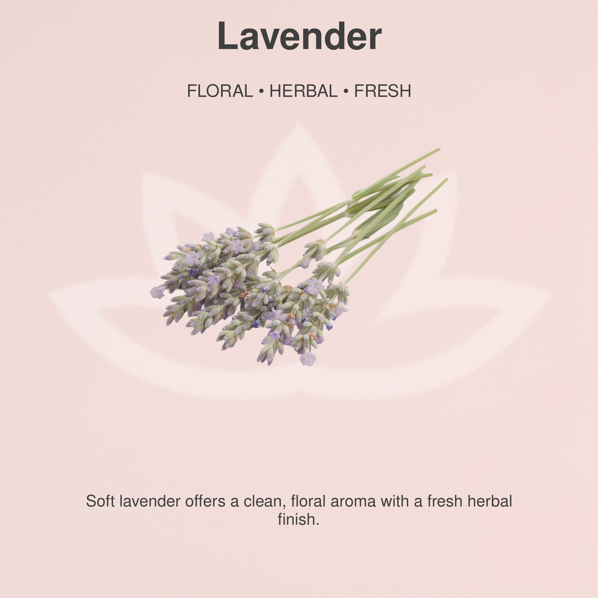 Organic Whipped Body Butter for Extremely Dry Skin